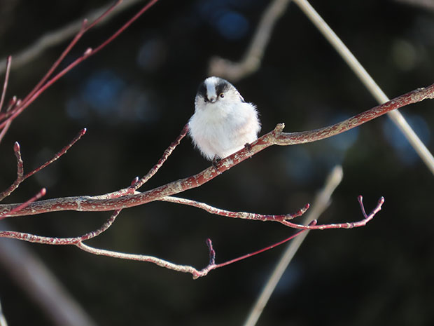 探鳥会