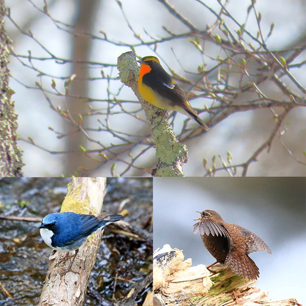 �o�[�h�E�H�b�`���O