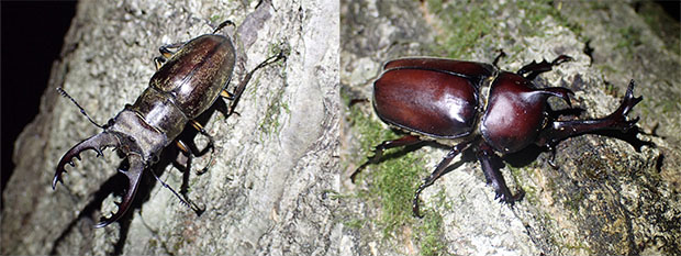 �����n���^�[�@